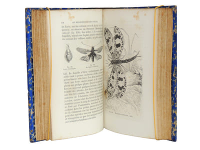 Les métamorphoses des insectes. 350 vignettes. 1870