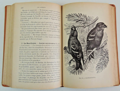 L'Amateur d'Oiseaux de volière