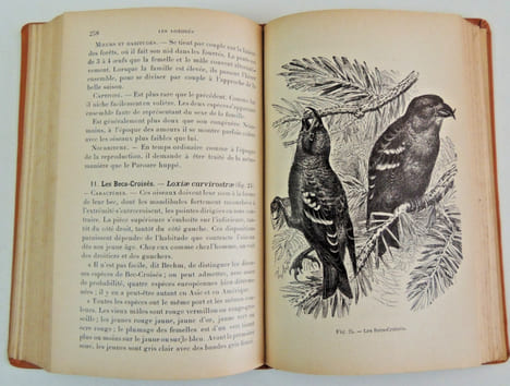 L'Amateur d'Oiseaux de volière. Henri Moreau
