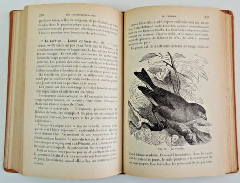 L'Amateur d'Oiseaux de volière. Henri Moreau