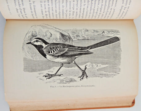 L'Amateur d'Oiseaux de volière. Henri Moreau