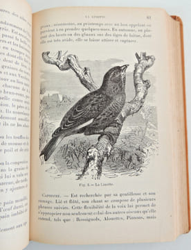L'Amateur d'Oiseaux de volière. Henri Moreau
