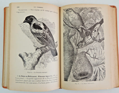 L'Amateur d'Oiseaux de volière. Henri Moreau