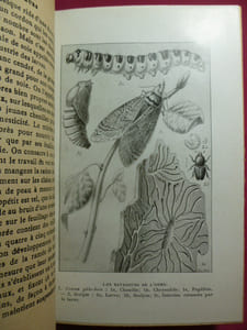 LES RAVAGEURS / RÉCITS SUR LES INSECTES NUISIBLES A L'AGRICULTURE