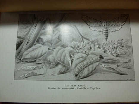 LES RAVAGEURS / RÉCITS SUR LES INSECTES NUISIBLES A L'AGRICULTURE. J.H Fabre