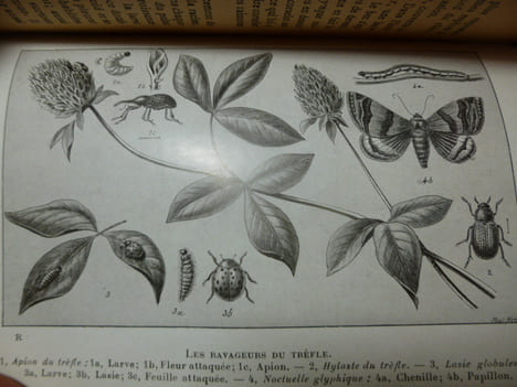 LES RAVAGEURS / RÉCITS SUR LES INSECTES NUISIBLES A L'AGRICULTURE. J.H Fabre