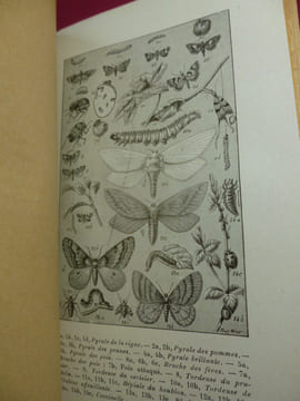 LES RAVAGEURS / RÉCITS SUR LES INSECTES NUISIBLES A L'AGRICULTURE. J.H Fabre