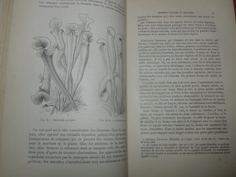 TRAVAILLEURS ET MALFAITEURS MICROSCOPIQUES
Microbes-Ferments. Aristide REY, dessins de Matthis