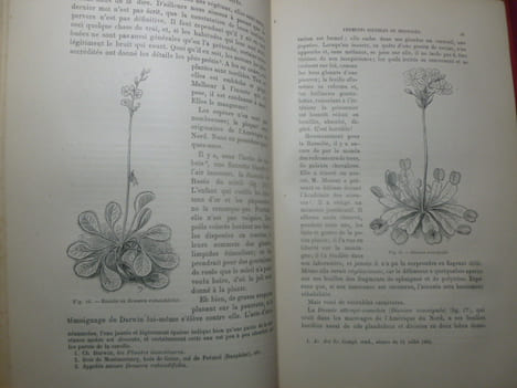 TRAVAILLEURS ET MALFAITEURS MICROSCOPIQUES
Microbes-Ferments. Aristide REY, dessins de Matthis
