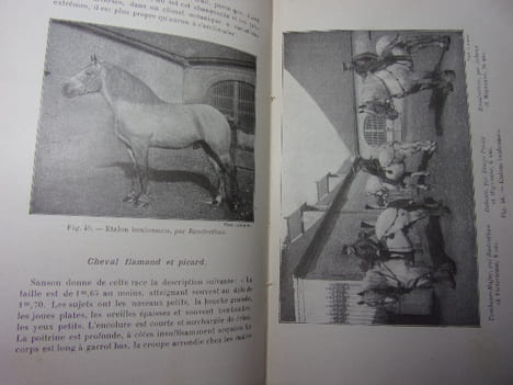 ÉLEVAGE ET DRESSAGE DU CHEVAL. G.Bonnefont