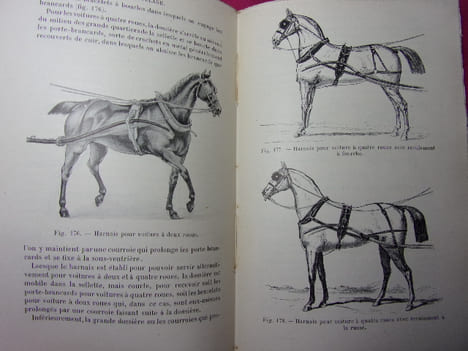 ÉLEVAGE ET DRESSAGE DU CHEVAL. G.Bonnefont