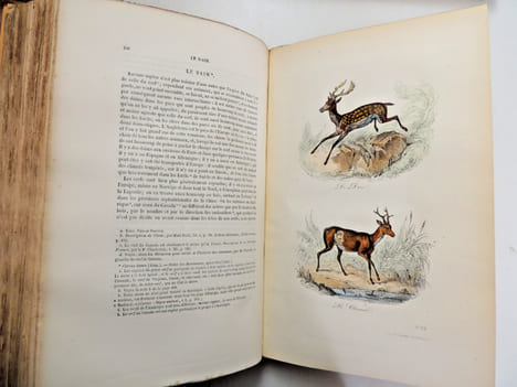 Œuvres de Buffon
avec la nomenclature linnéenne et la classification de Cuvier, revue sur l’édition de l'Imprimerie Royale et annotées par M. ...