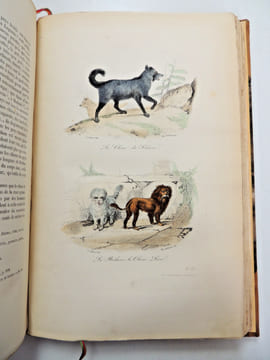 Œuvres de Buffon
avec la nomenclature linnéenne et la classification de Cuvier, revue sur l’édition de l'Imprimerie Royale et annotées par M. ...