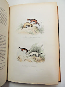 Œuvres de Buffon
avec la nomenclature linnéenne et la classification de Cuvier, revue sur l’édition de l'Imprimerie Royale et annotées par M. ...