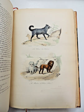 Œuvres de Buffon
avec la nomenclature linnéenne et la classification de Cuvier, revue sur l’édition de l'Imprimerie Royale et annotées par M. ...