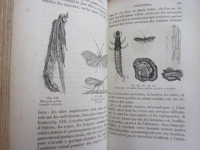 Les métamorphoses des insectes