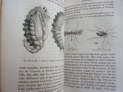 Les métamorphoses des insectes