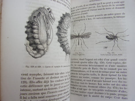 Les métamorphoses des insectes. Maurice Girard