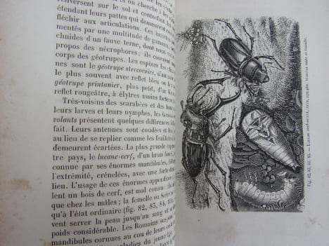 Les métamorphoses des insectes. Maurice Girard
