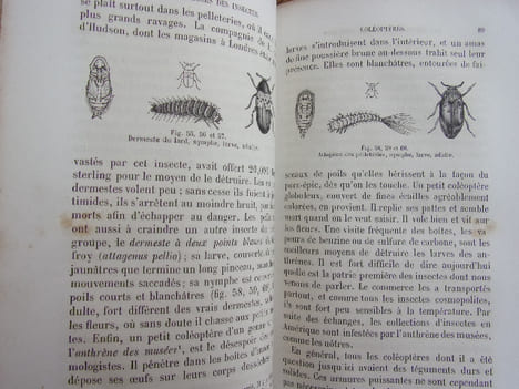 Les métamorphoses des insectes. Maurice Girard