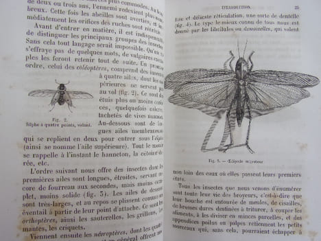 Les métamorphoses des insectes. Maurice Girard