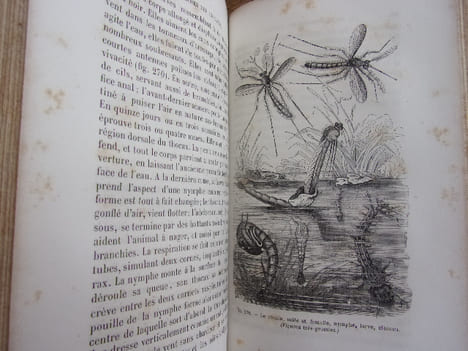 Les métamorphoses des insectes. Maurice Girard