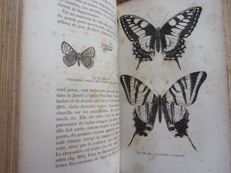 Les métamorphoses des insectes. Maurice Girard