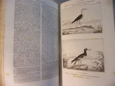 Les Oiseaux 3 volumes