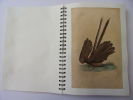 Les Oiseaux. Album de 50 planches couleurs 1860
. Œuvres de Buffon
