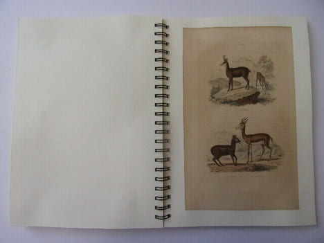  Les Oiseaux & Animaux 50 planches de Buffon 1860
. Œuvres de Buffon
