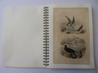 Les Oiseaux & Animaux 50 planches de Buffon 1860