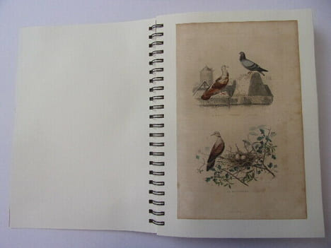  Les Oiseaux & Animaux 50 planches de Buffon 1860
. Œuvres de Buffon