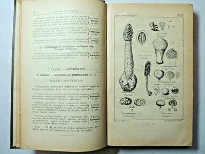 Flore des champignons supérieurs de France.
