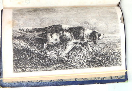 Manuel du chasseur au chien d’arrêt