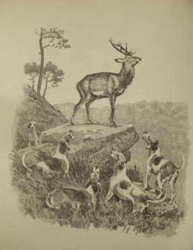 Le Monde Merveilleux des Bêtes, Animaux de Vénerie et Chasse aux Chiens courants, 2 Volumes,. Oberthur, Joseph,