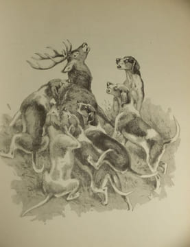 Le Monde Merveilleux des Bêtes, Animaux de Vénerie et Chasse aux Chiens courants, 2 Volumes,. Oberthur, Joseph,