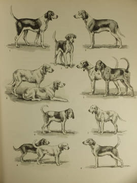 Le Monde Merveilleux des Bêtes, Animaux de Vénerie et Chasse aux Chiens courants, 2 Volumes,. Oberthur, Joseph,