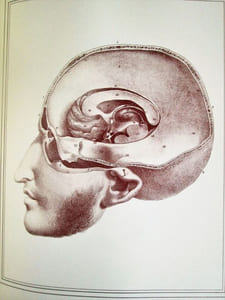 Manuel d'anatomie descriptive du corps humain (5 volumes)