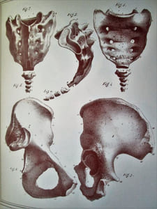Manuel d'anatomie descriptive du corps humain (5 volumes)