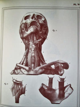 Manuel d'anatomie descriptive du corps humain (5 volumes) . CLOQUET Jules Germain