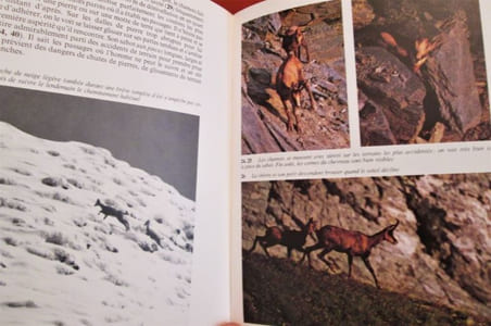 Les chamois et les bouquetins 