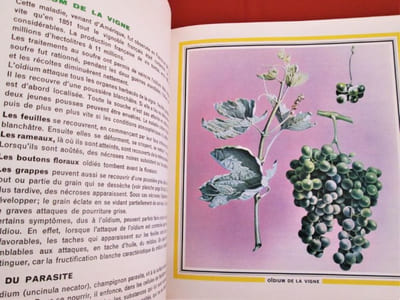 LE SOUFRE et ses utilisations.- Les raffineries de soufre et l'agriculture : traitements pour la vigne, l'arboriculture et les cultures maraîchères et florales.