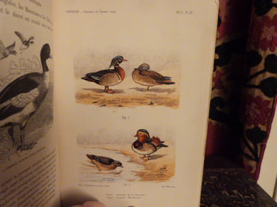 Traité de zootechnie spéciale. Les oiseaux de basse-cour, cygnes, oies, canards, paons, faisans, pintades, dindons, coqs, pigeons.