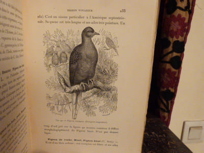 Traité de zootechnie spéciale. Les oiseaux de basse-cour, cygnes, oies, canards, paons, faisans, pintades, dindons, coqs, pigeons.