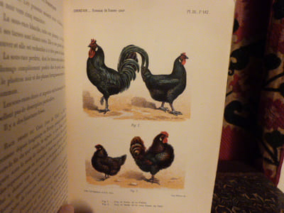 Traité de zootechnie spéciale. Les oiseaux de basse-cour, cygnes, oies, canards, paons, faisans, pintades, dindons, coqs, pigeons.