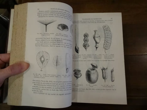 Traité de botanique médicale phanérogamique.. Baillon, H.