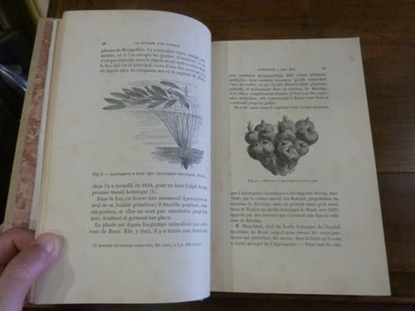 Le Potager d'un curieux. Histoire, culture & usages de 200 plantes comestibles peu connues ou inconnues.
. Paillieux, A. - Bois, D.