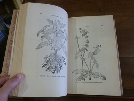 Le Potager d'un curieux. Histoire, culture & usages de 200 plantes comestibles peu connues ou inconnues.
. Paillieux, A. - Bois, D.