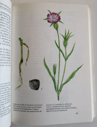Plantes des Champs et des Forets