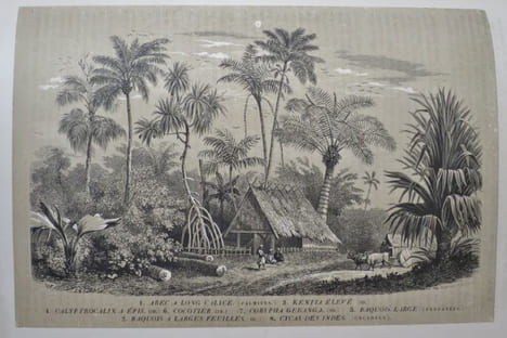 Les Trois Règnes de la Nature : Règne Végétal. BOTANIQUE Organographie et Taxonomie. Histoire naturelle des FAMILLES VEGETALES et des Principales ...